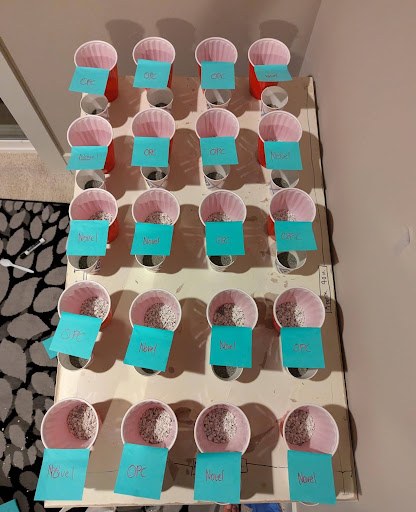 Labeled novel and OPC samples curing in cups